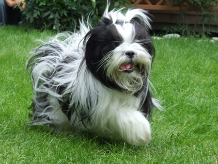 Lhasa Apso Re-Branded As a Chinese Dog By The FCI