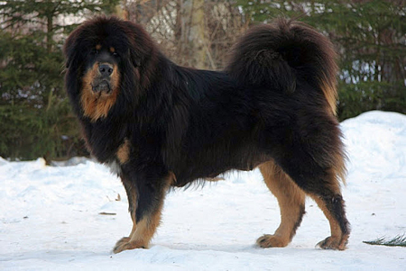 Tibetan Mastiff Re-Branded As a Chinese Dog By The FCI