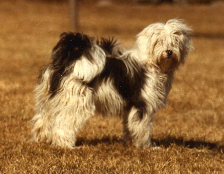 Tibetan Terrier Re-Branded As a Chinese Dog By The FCI