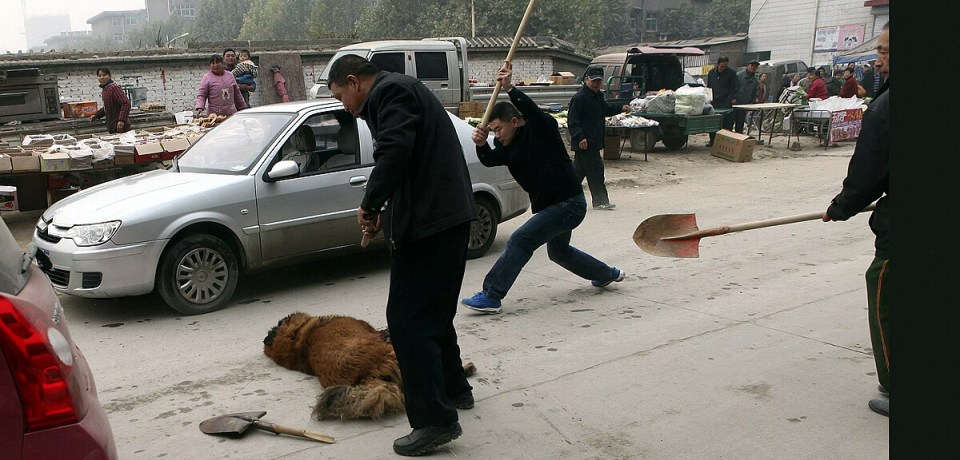 Tibet Dogs Being KIlled