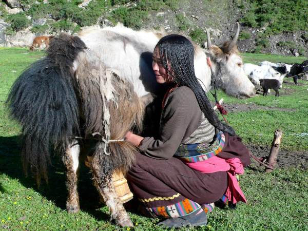 Tibet Milk