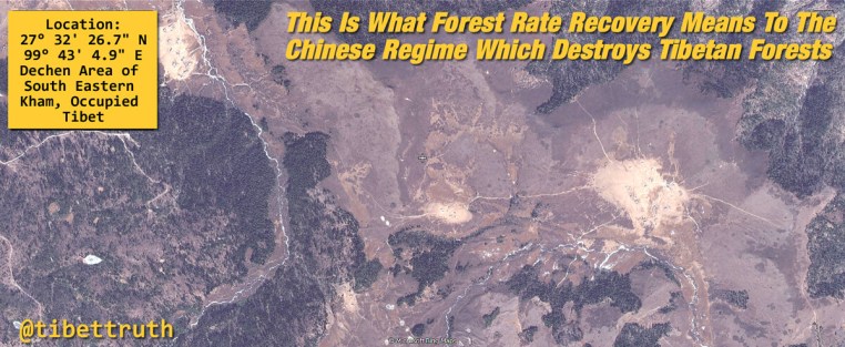 Forest Coverage In Tibet Being Destroyed
