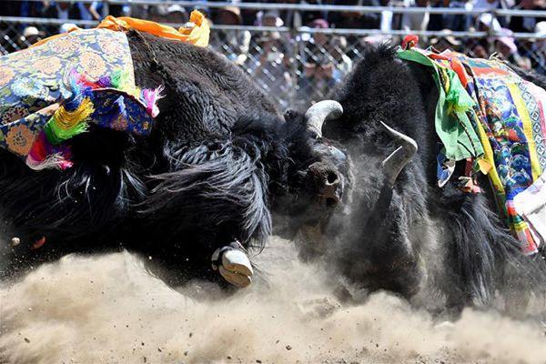 Tibet's Culture Degrading Into A Grotesque Chinese Circus